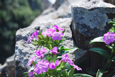 馬ガ背の断崖絶壁に咲く可憐な花