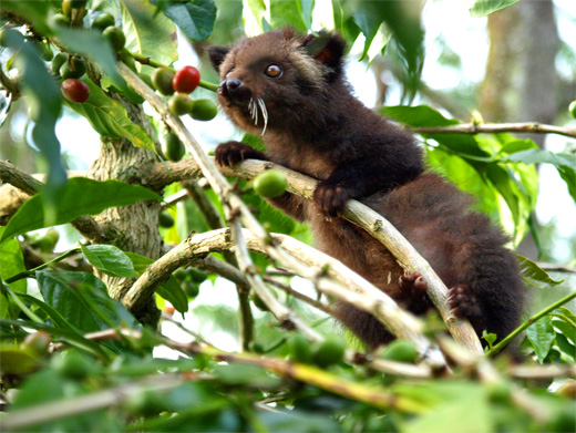 ルアック(ジャコウネコ)