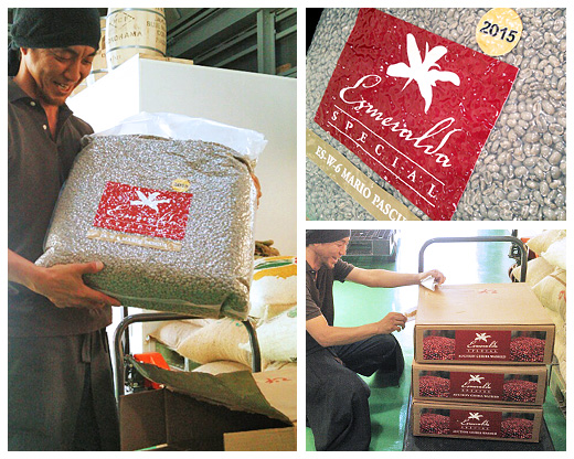 『パナマ 〜エスメラルダ農園・ゲイシャ種 2015』生豆