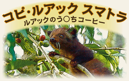 コピルアック スマトラ 2016