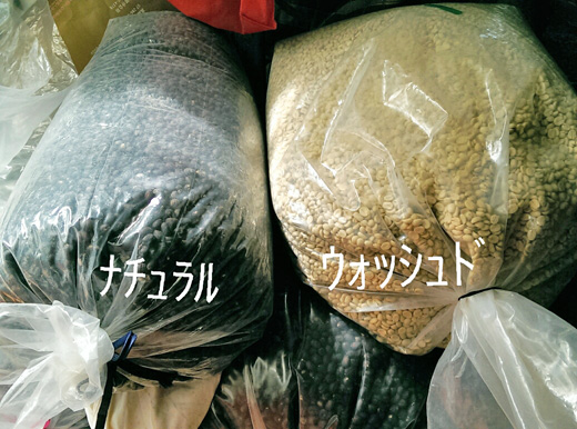 乾燥させたコーヒー生豆：ナチュラルとウォッシュド