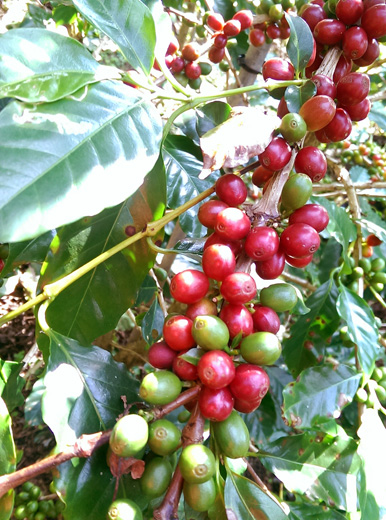 コーヒーの実