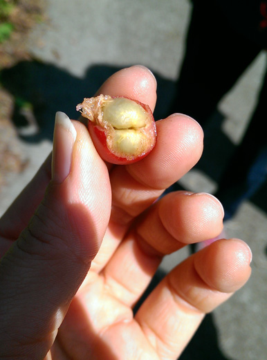 コーヒーチェリーの中身