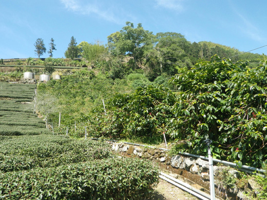 鄒築園のコーヒー畑と茶畑