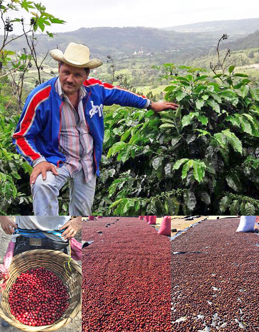 ニカラグア サンタフェ農園