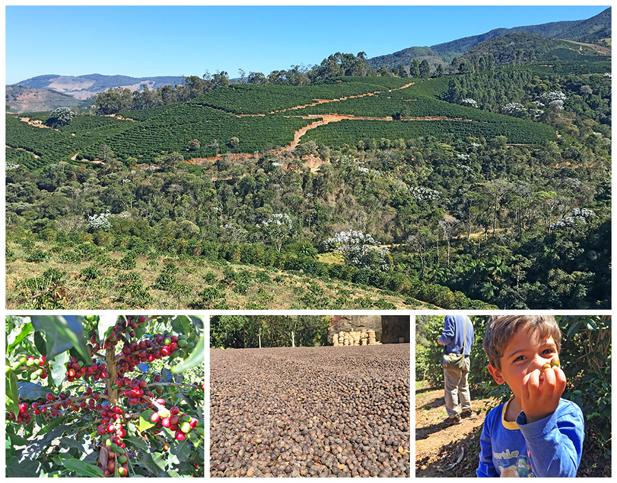 ブラジル ペドラ・メニーナ農園