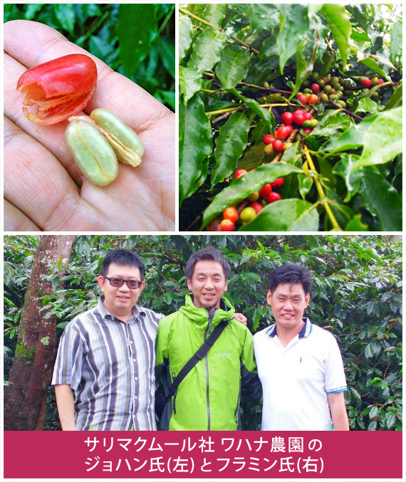 インドネシア・ワハナ農園