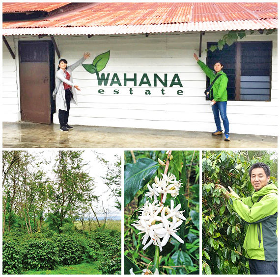 インドネシア・ワハナ農園