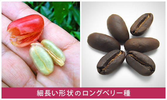 細長い形状のロングベリー種