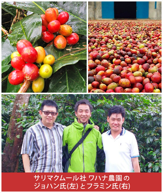 インドネシア・ワハナ農園