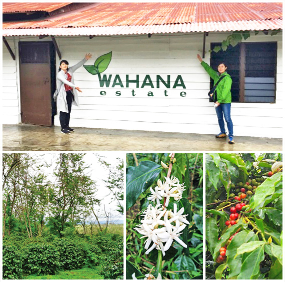 インドネシア・ワハナ農園