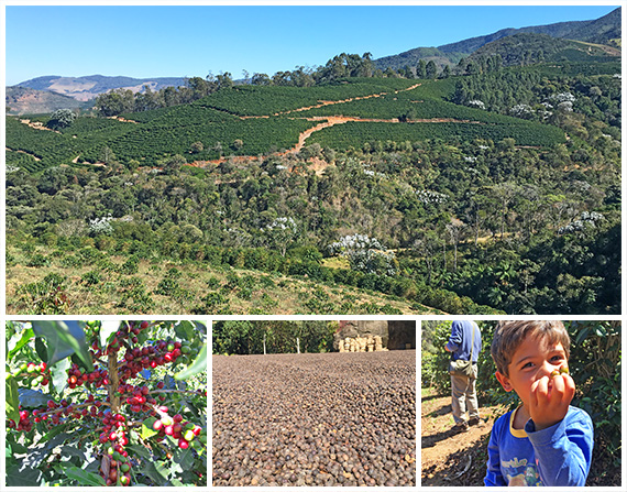 ブラジル ペドラ・メニーナ農園