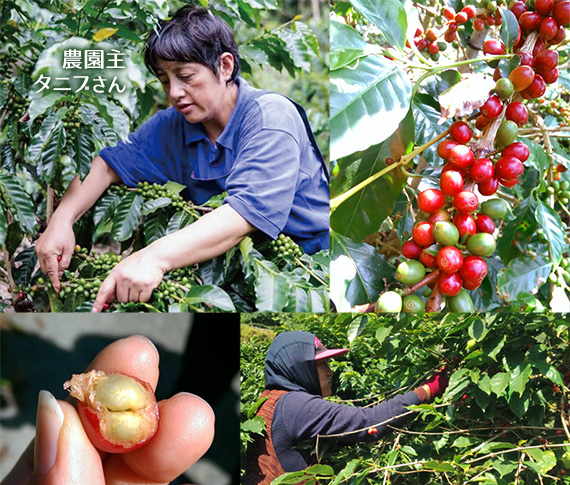 台湾 阿里山珈琲 2018 〜コリドー農園 タニブさんの珈琲