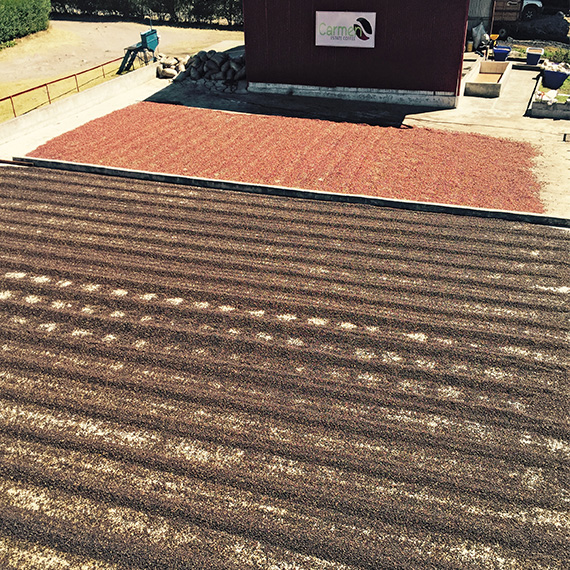 パナマ カルメン農園 ワイニープロセス