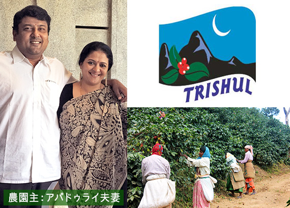 インド トリシューラ カラディカン農園 ハニー