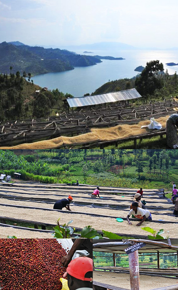 ルワンダ 天空の丘 コプロカWS