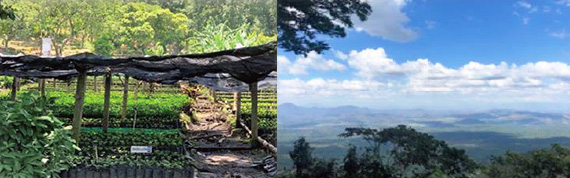 エルサルバドル ブエノスアイレス農園 〜カスカラティー・プロセス