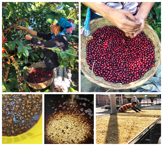 エルサルバドル ブエノスアイレス農園 〜カスカラティー・プロセス