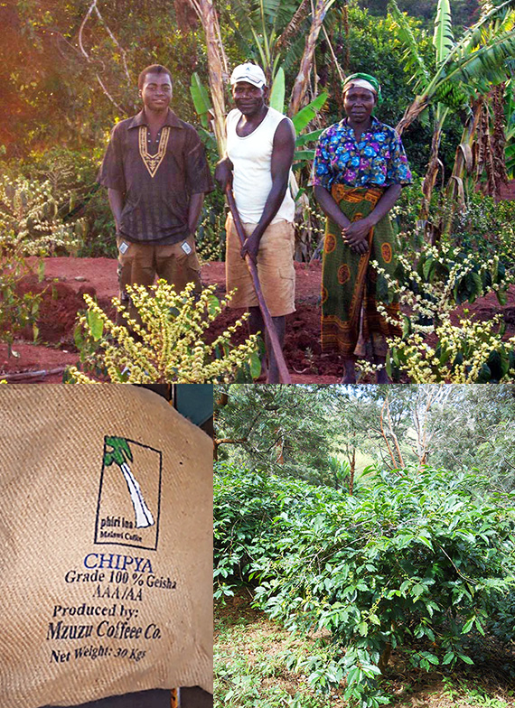 マラウイ ミスク農協 チプヤ村のコーヒー
