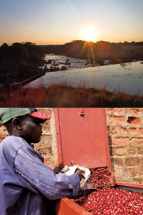 ザンビア NCCL農園 ナチュラル