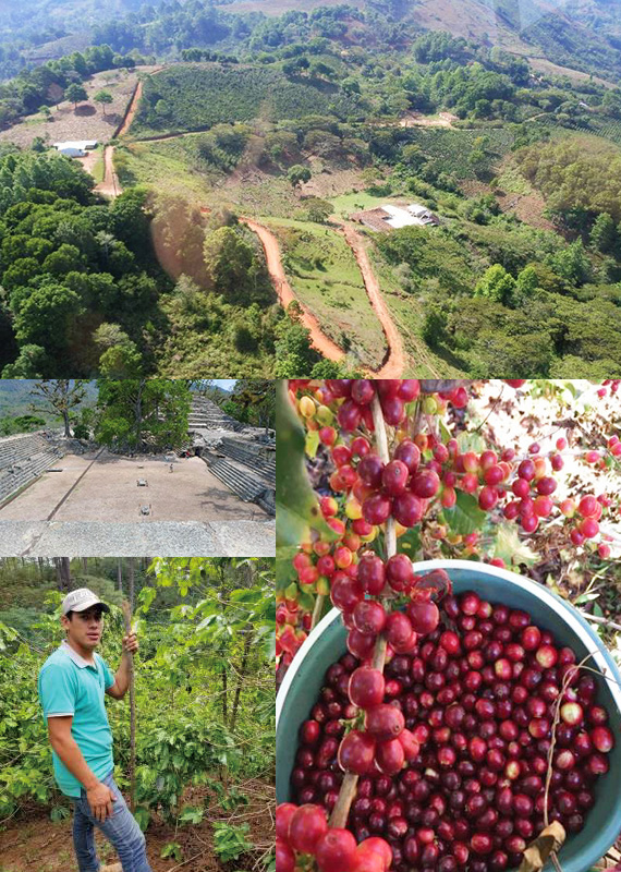 ホンジュラス ラ・モーラ農園 ナチュラル