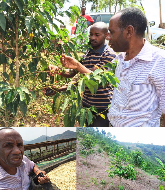 ルワンダ チョコCWS イエローハニー
