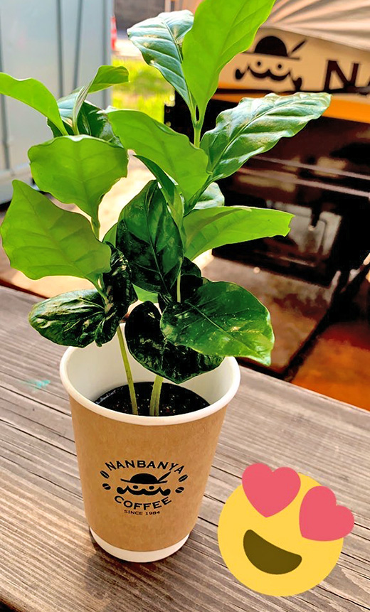 『10月1日はコーヒーの日』コーヒーの苗木プレゼントフェアー