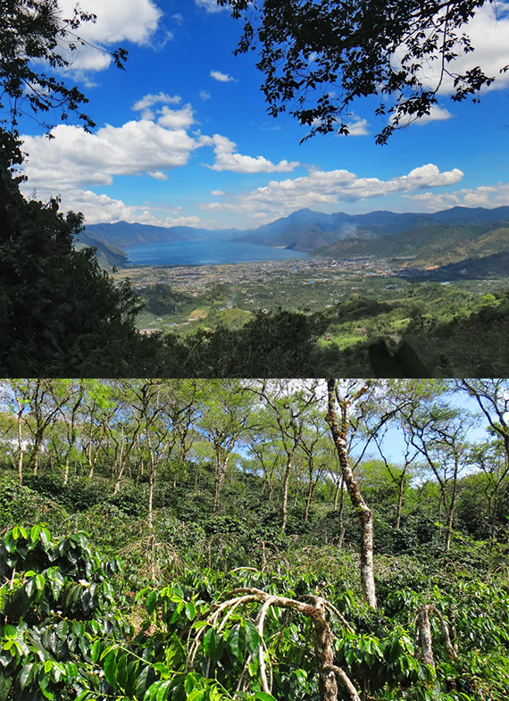 インドネシア アチェ州産マンデリン