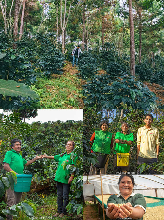 ペルー ラ・フロリダ農協 ~インカの太陽降り注ぐ谷のコーヒー