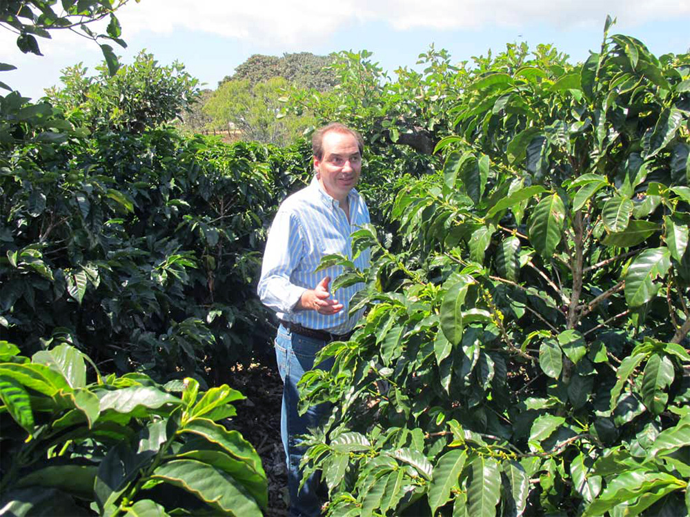 コスタリカ イサベラ農園 ミレニオ種 ハニー
