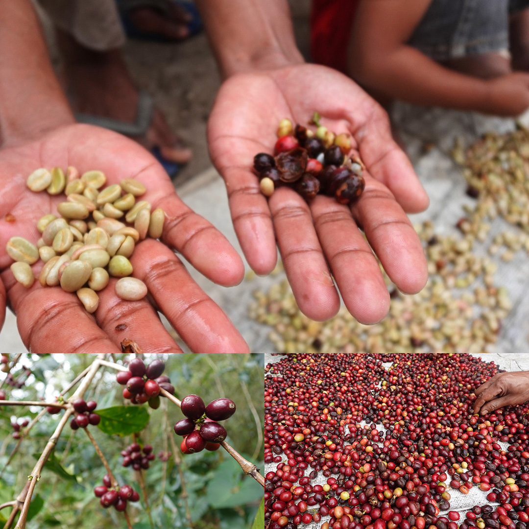 インドネシア フローレス島 チョロ高原 ～アルディさんのコーヒー