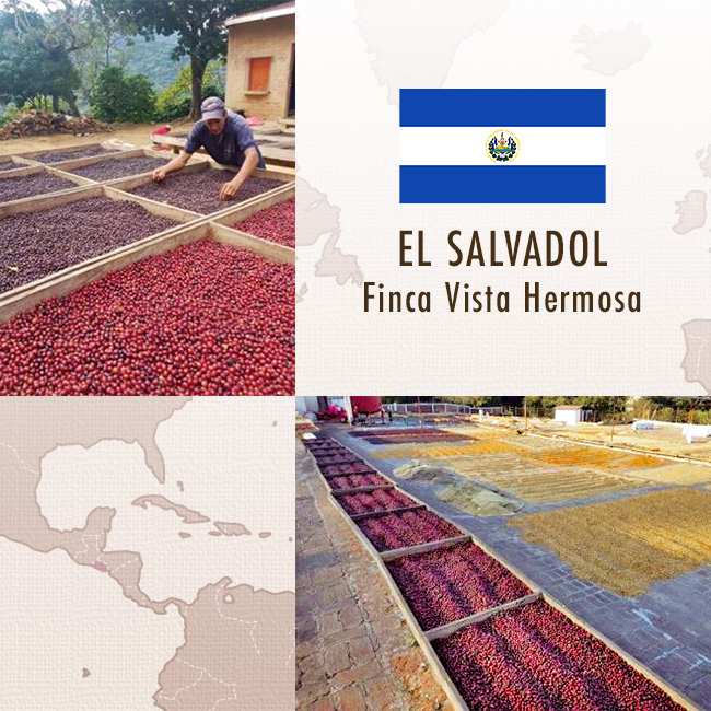 エルサルバドル ヴィスタ・エルモサ農園 アナエロビック・ナチュラル