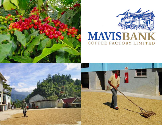 Mavis Bank Coffee Factory Limited(メービスバンク・コーヒーファクトリー社)