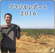 コーヒー豆産地訪問 ブラジルレポート2016
