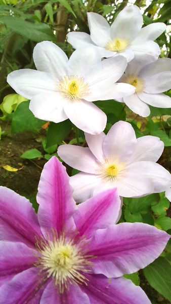 クレマチスの花