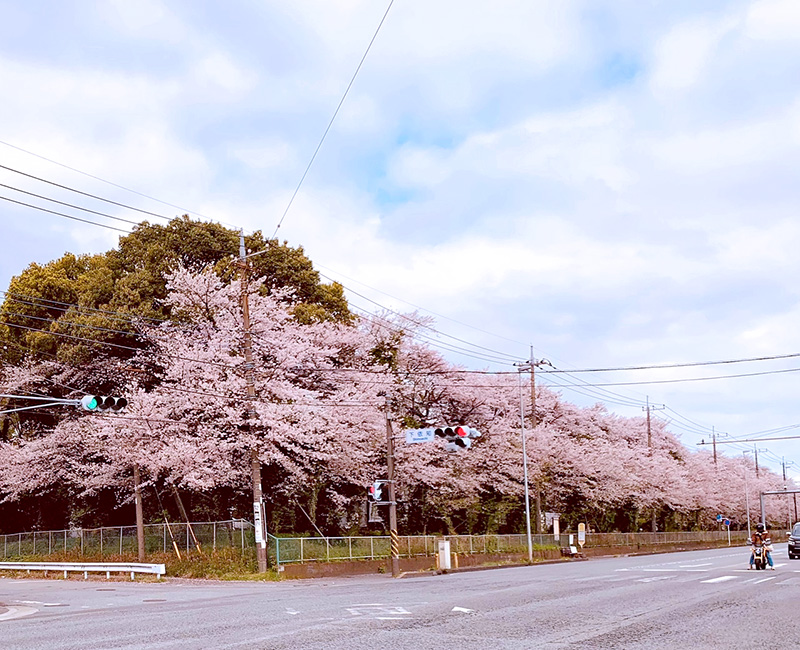 桜並木は見事に満開