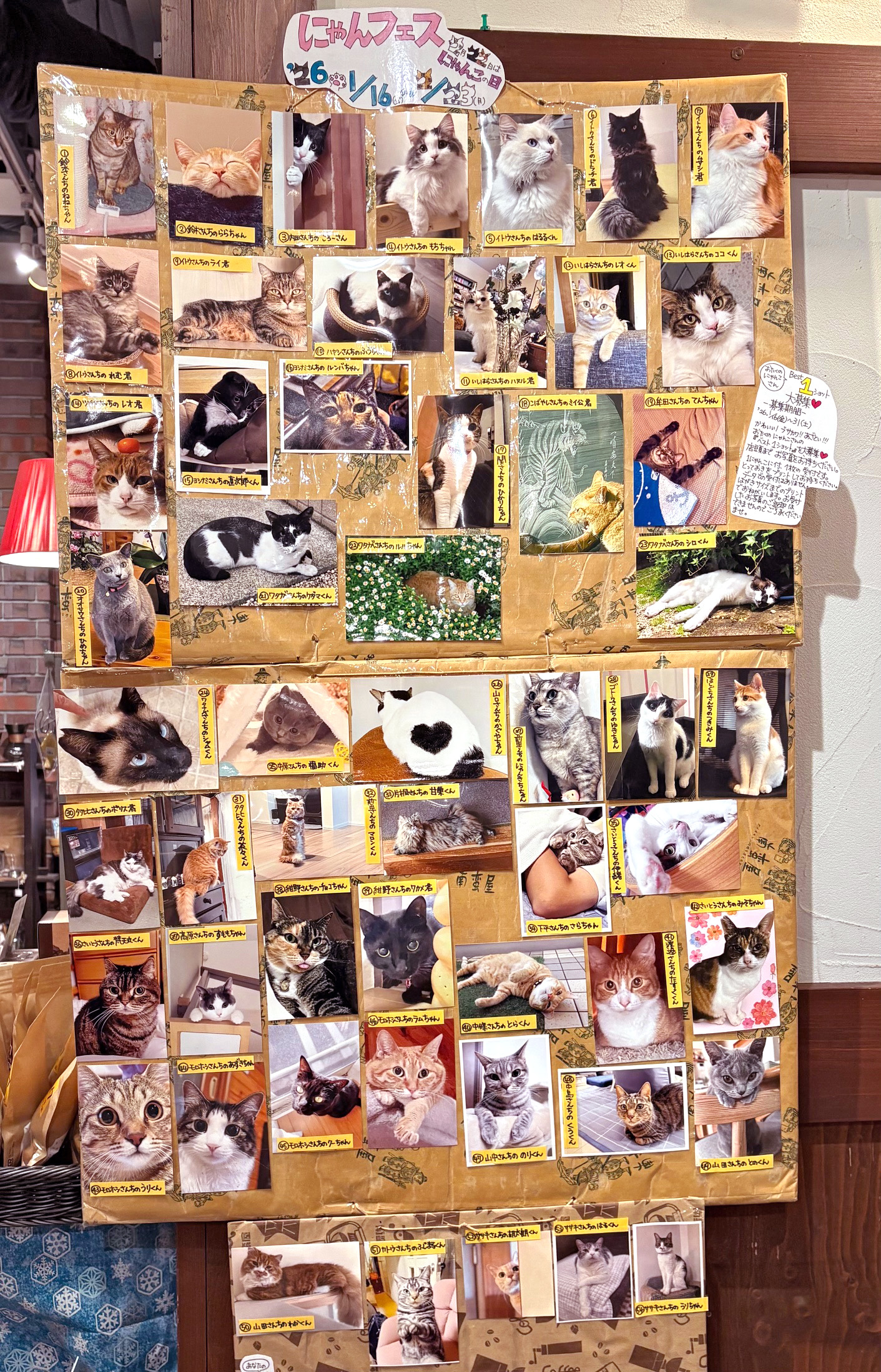 にゃんフェス人気投票開催中