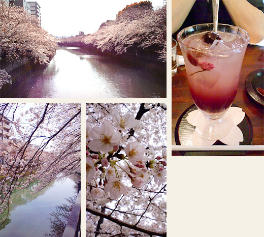 大岡川の桜と伊勢佐木町「南蛮茶館」限定ドリンク「サクラ咲く」￥700