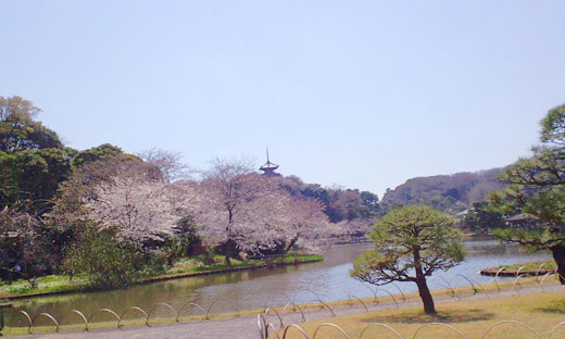 三溪園の桜