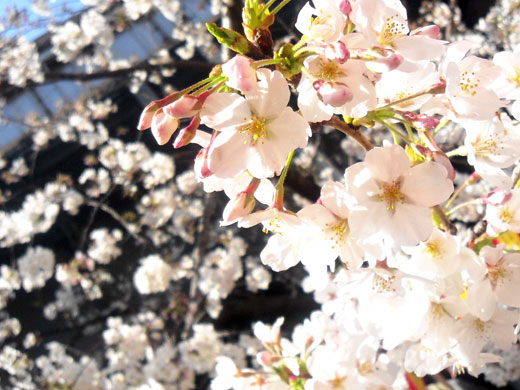 目黒川の桜
