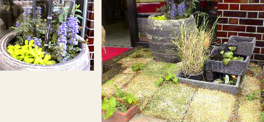 つくばいにメダカ