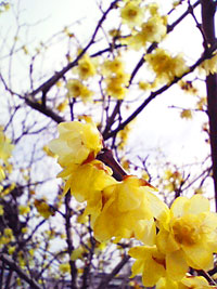 満開のロウバイの花