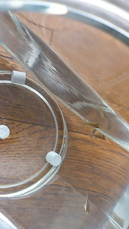 琉金の赤ちゃん