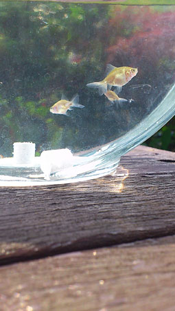 ２週間もすると体長も3センチほどに！