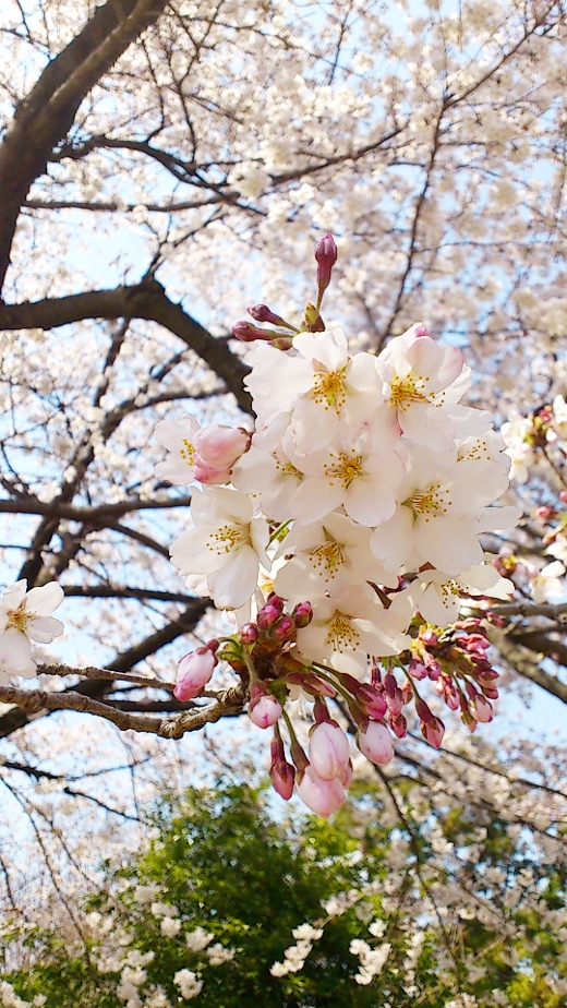 ぼうさいの丘公園