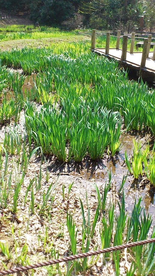 ぼうさいの丘公園