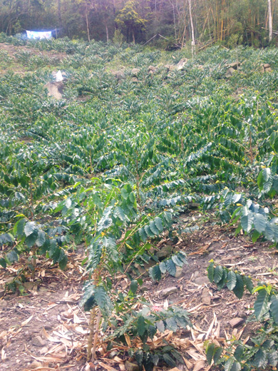 台湾・阿里山 走廊農園(コリドー農園) ヤユヌエリア