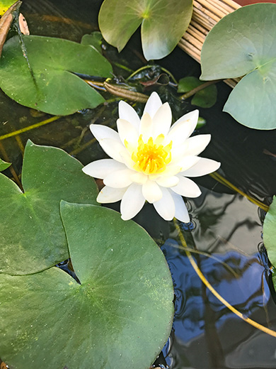 店先の睡蓮