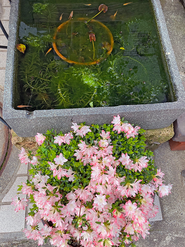 お店のお外にも春がやってきました