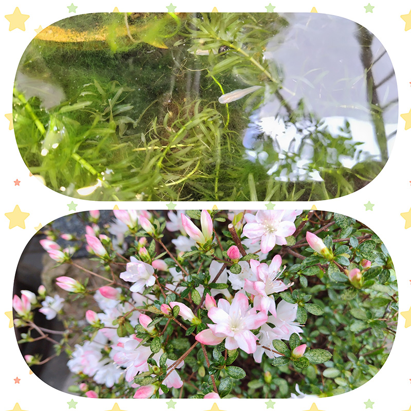 メダカさんとお花